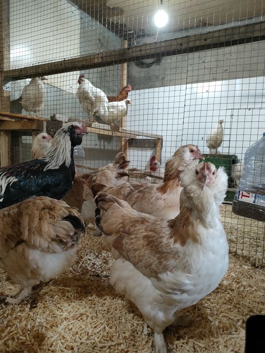 инкубационные яйца