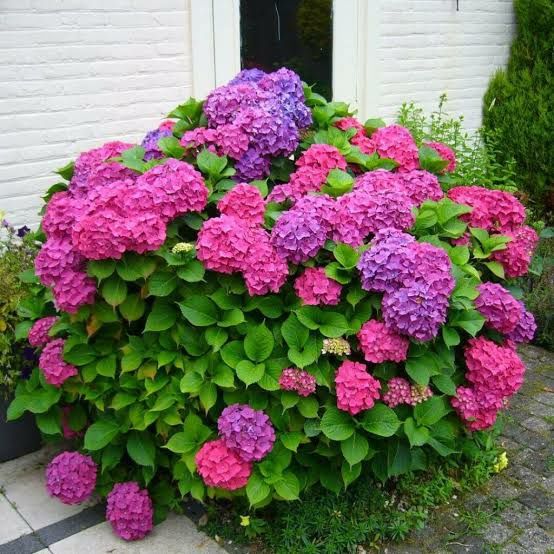 Vand hortensii la ghiveci  și artari japonezi la ghiveci