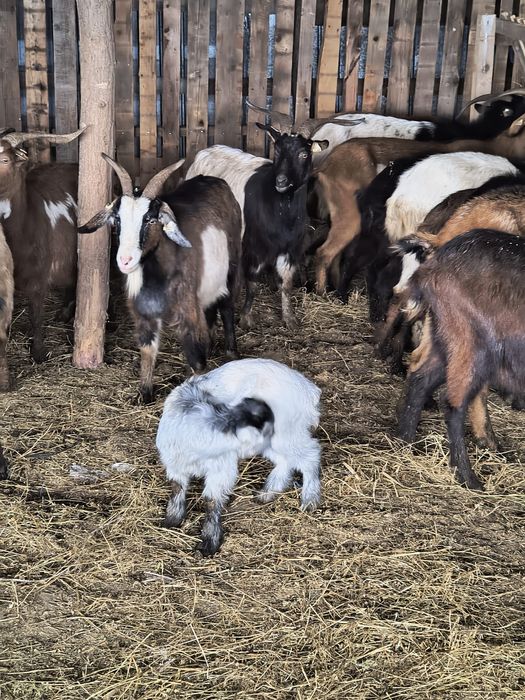 Capre metis de alpina