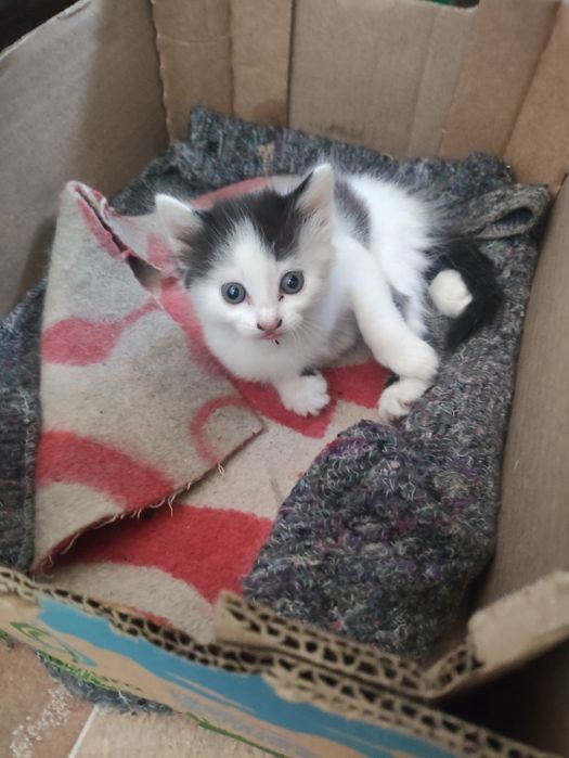 Дарим котят шустрых