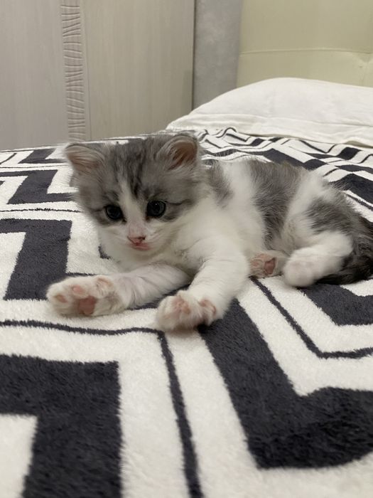 Отдам котят в добрые руки