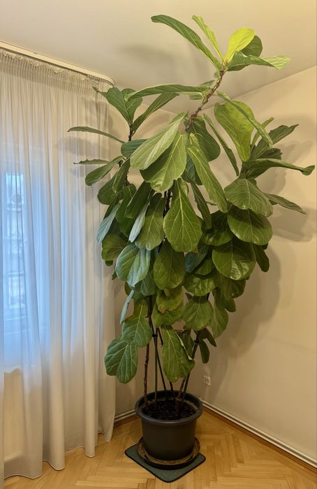 Planta Ficus Lyrata 260cm decorativa cu frunze de Vioara