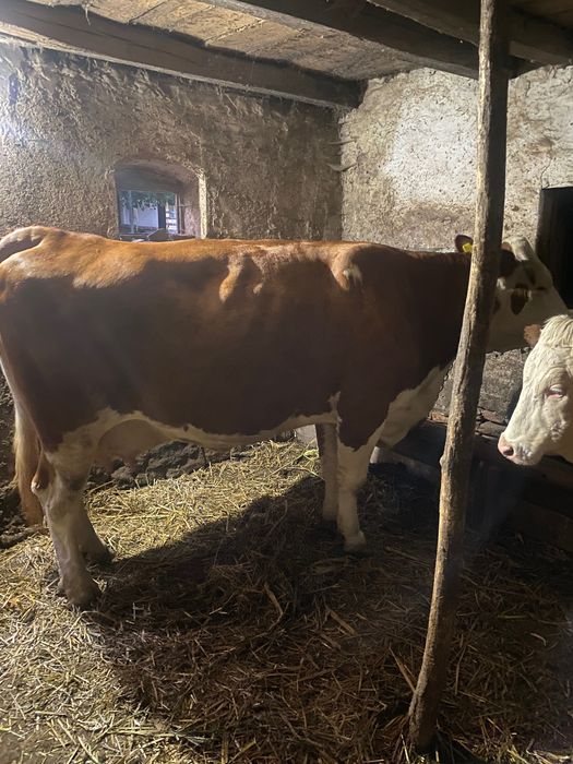 Vaca de 10 ani gestantă în luna a opta preț 10500 roni tel 0748527431