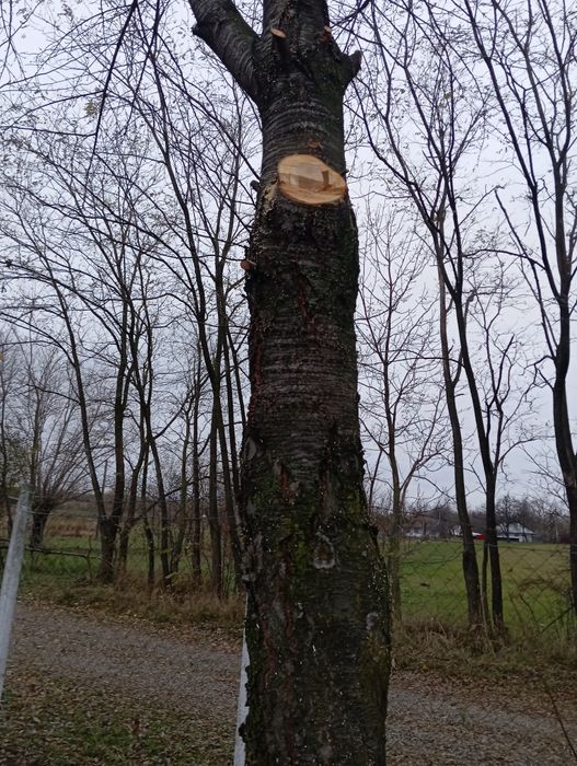 Cireș buștean activ