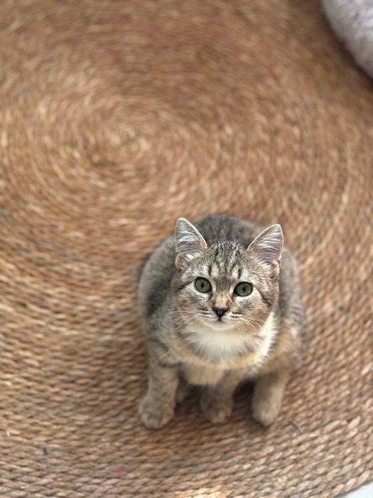 Чудная девочка ищет дом