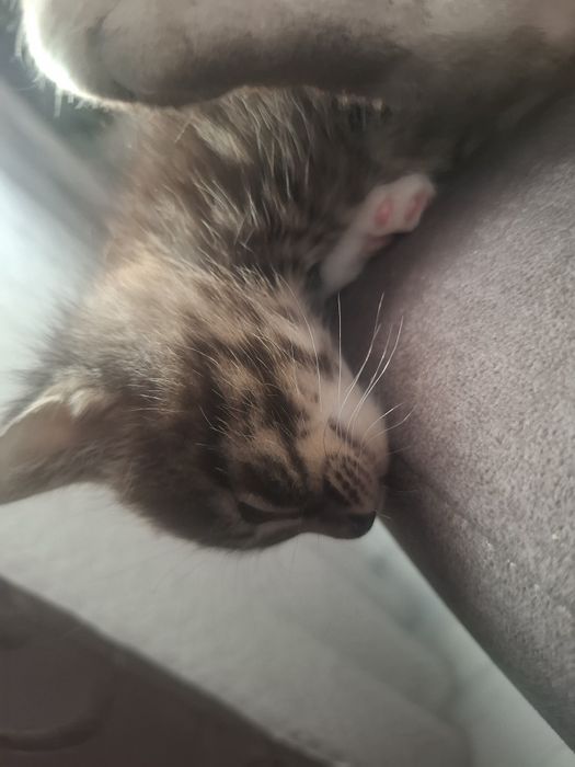 Котята в добрые ручки