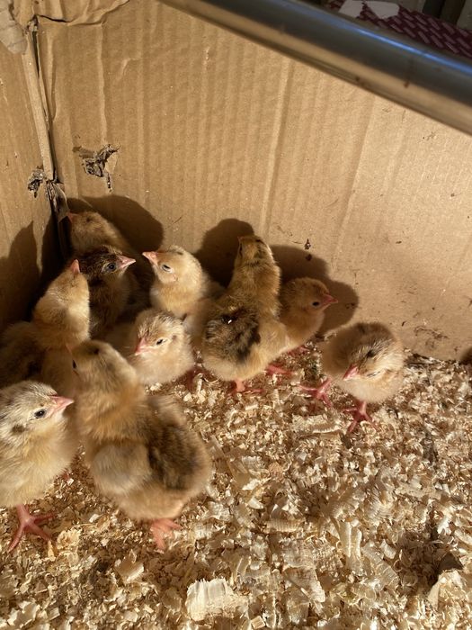 Цыплята Кучин юбилейный,