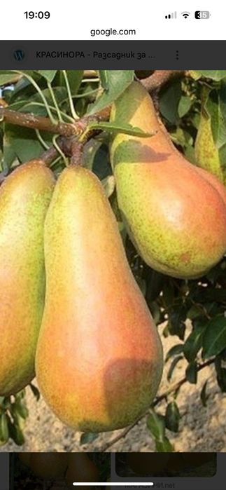 Дрян, Ядлив Кестен и орехи