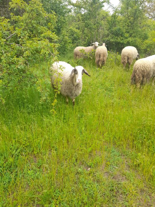 Продавам 11 дойни овце и 1 коч