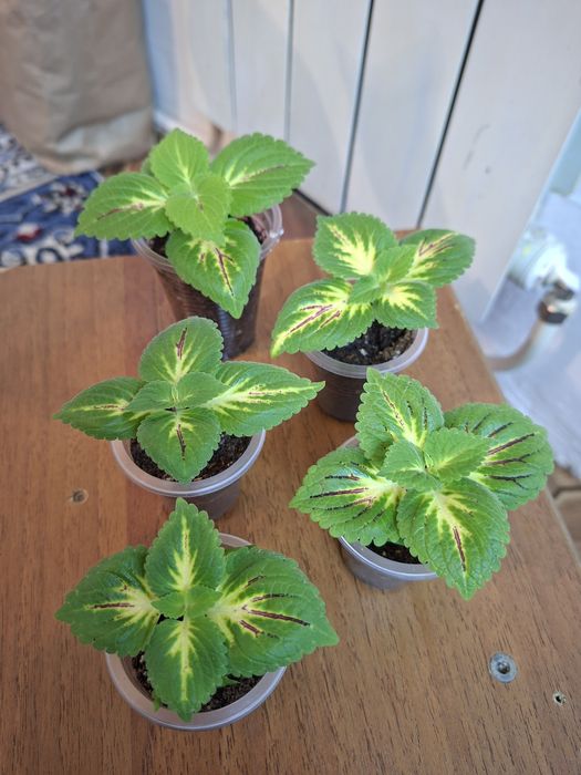 Комнатные цветы молодые