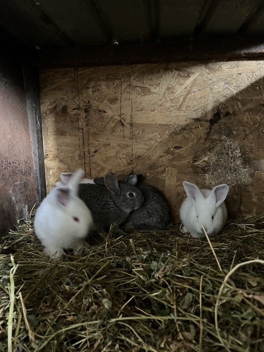 Vand iepuri adulti si pui