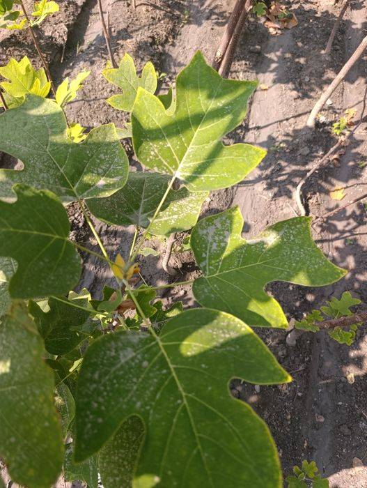 Lola daraxtlari sotiladi