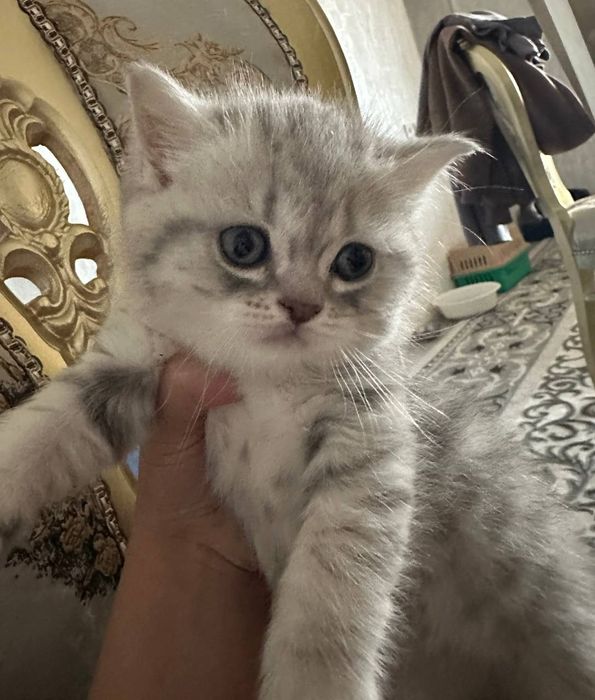 Чистая порода шотландская вислоуха Пол : мальчик