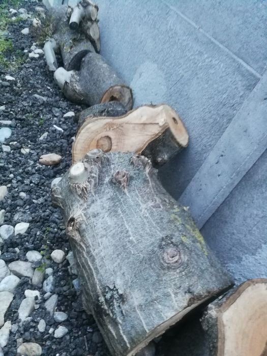 Buturugi, butuci, lemn nuc