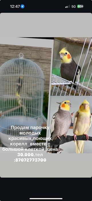 Попугаи Корелла парочка