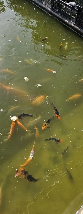 Мальки карпа Кои