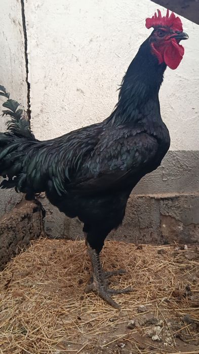 Қора шахзода хўрозлар