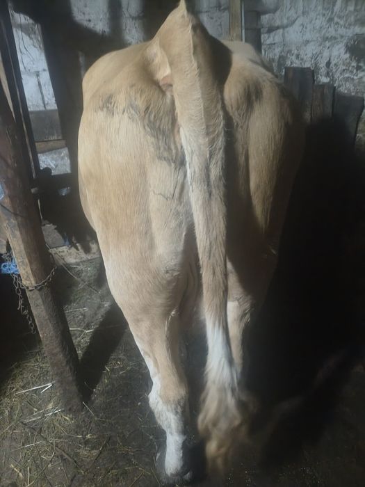 Vaca de vînzare ,cu vițel sau fara ,se vinde, informații la tel.