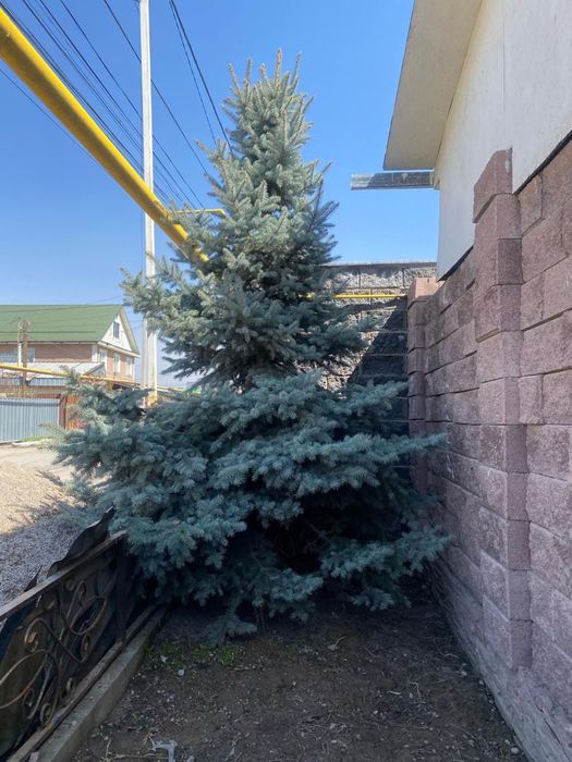 Голубая ёлка пушистый