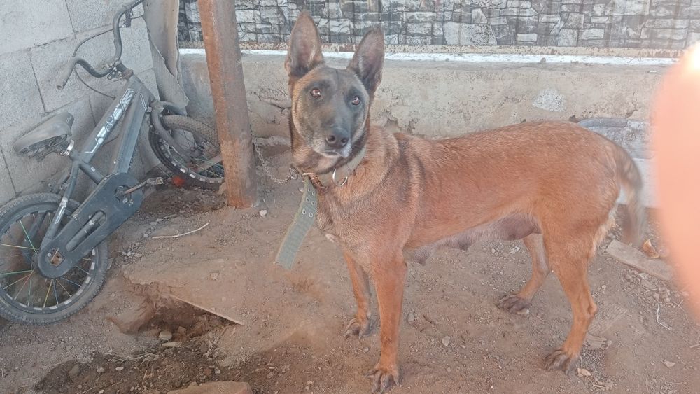 Бельгийская овчарка сатылады