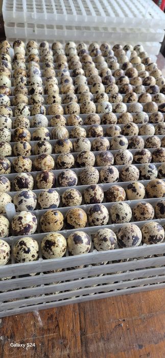 Comercializez ouă de prepelite