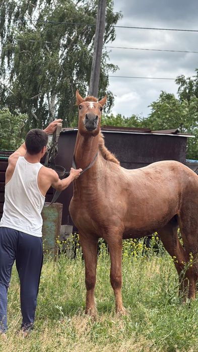 Продам тай 2 года Костанай заречный