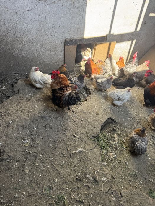 Продам карликовых курей