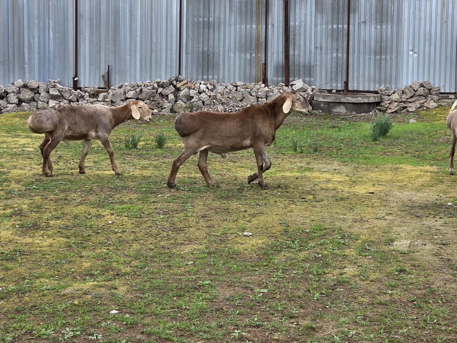 Арашан Сарыагаш Капланбек