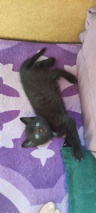 Котенок мальчик.