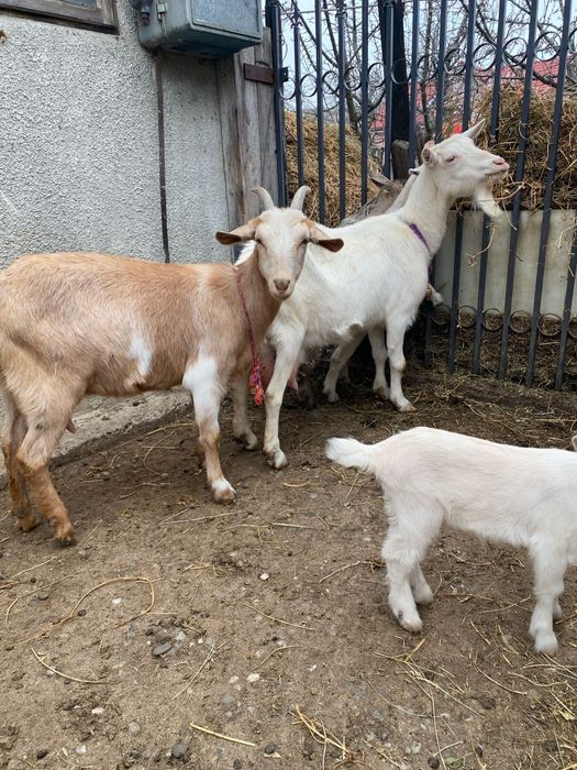 Capre sannen anglonubian