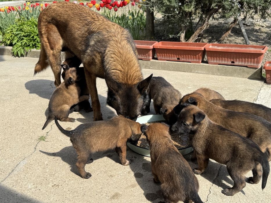 Белгийска овчарка Малиноа