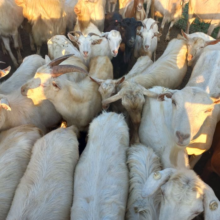 Capre  Saanen și metis