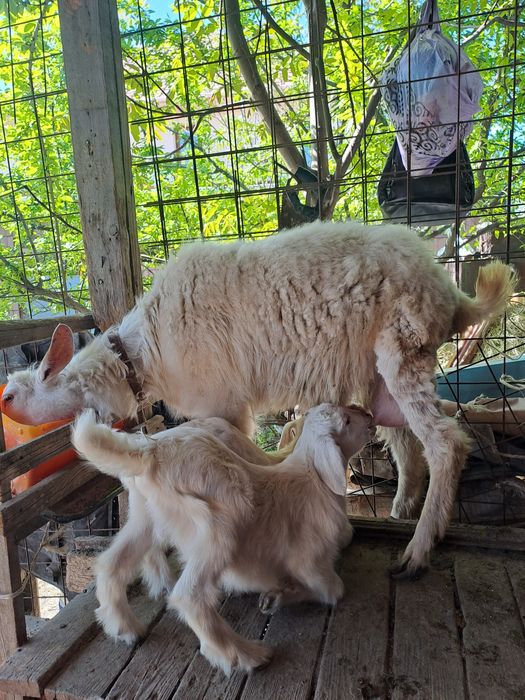 Коза с козлятами