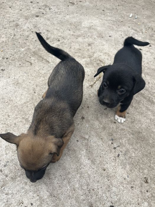 Catei de talie mica adoptie. donez catel de curte. Dau spre adoptie câine