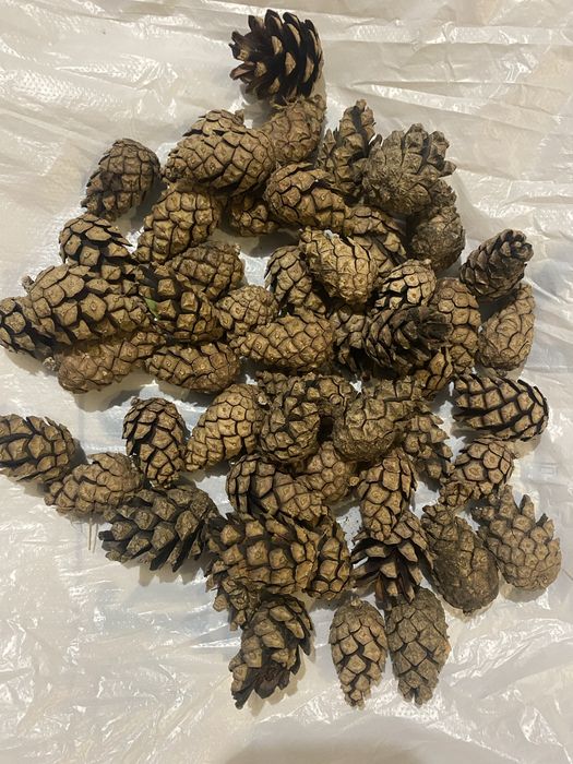 Шишки сосновые