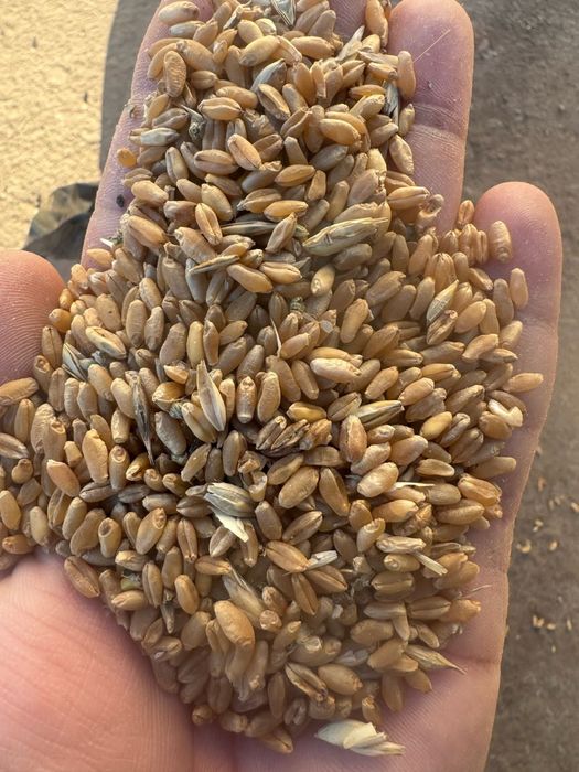 Ячмень.Платный чат!Все корма.