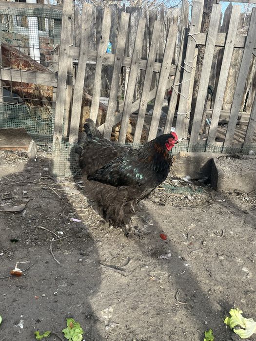 Петухи Брамы черной и куропатчатой