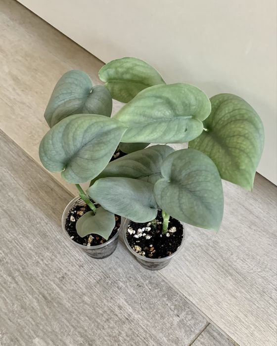 Сциндапсус платинум! Эпипремнум ! Комнатные цветы!