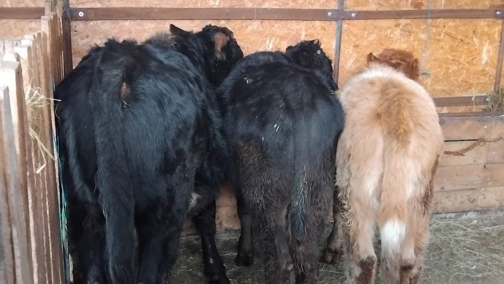 Vand 2 tauri si o vitea