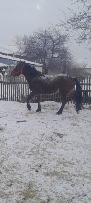 Продам лошадей разного возраста.