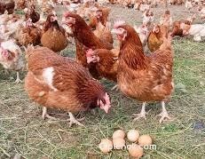 Куры несушки ломан браун.
