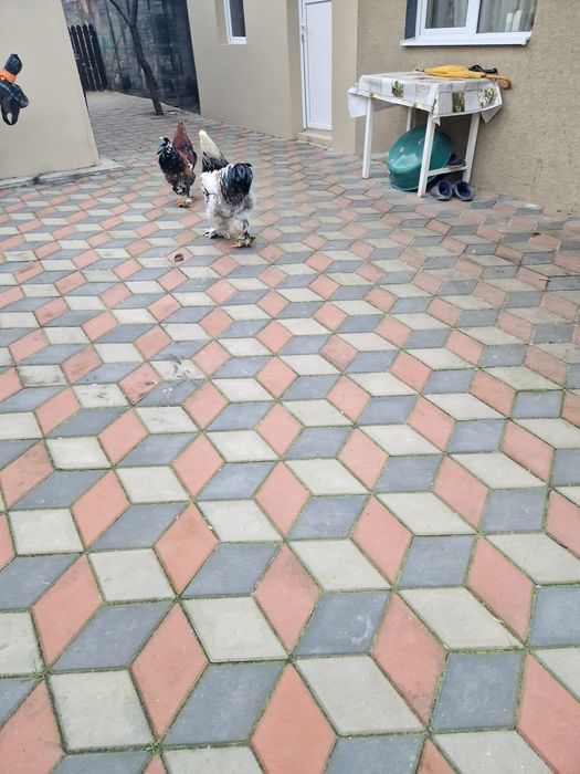 Vând Cocoșii Brahman