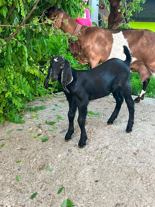 Animale capre anglonubiene