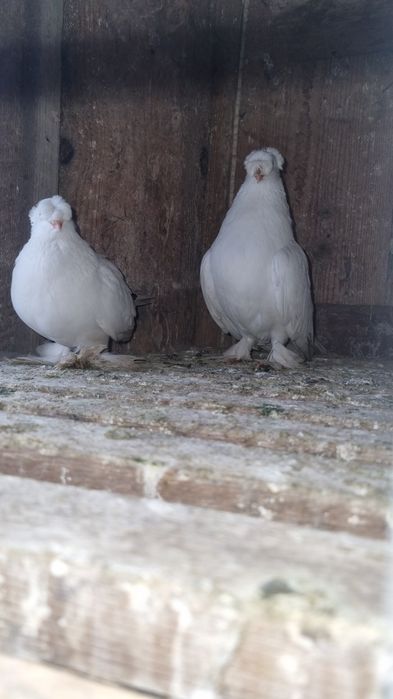 Vând pereche jucători