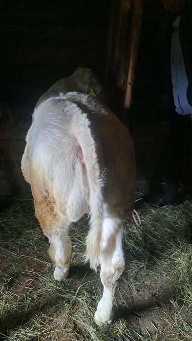 Vând vițea   Belgiană