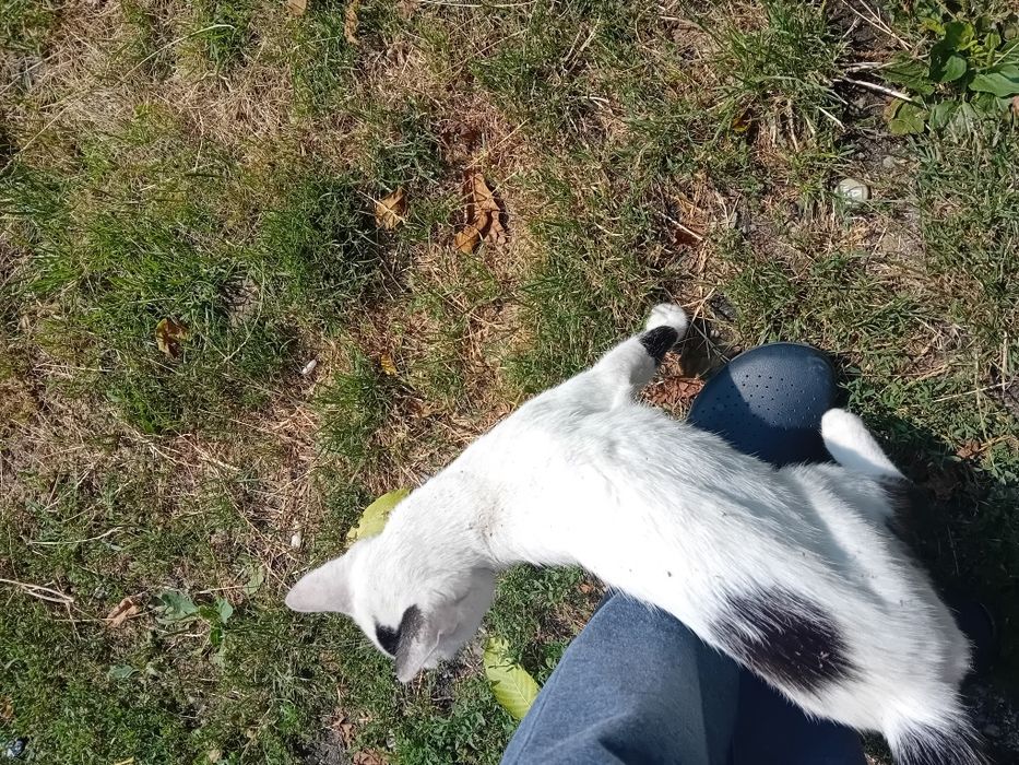 Servici pet care pentru pisici și animale mici