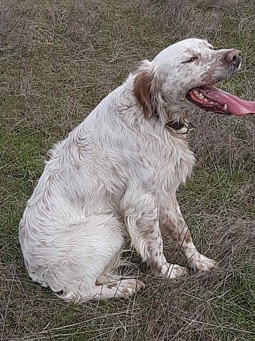 Продавам малки английски сетерчета