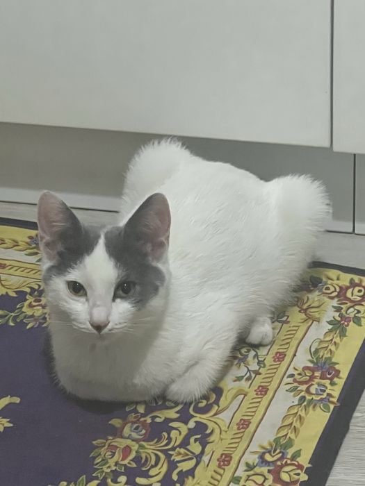 Отдам кошку бесплатно