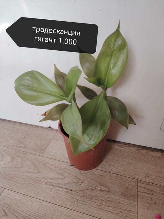 Продаются домашние цветы