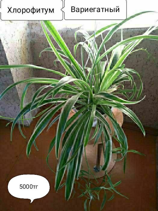 Цветы для дома и офиса